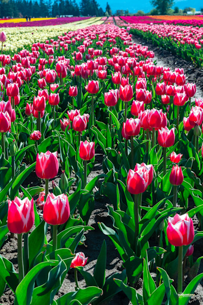 A Tapestry of Red and White