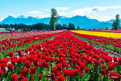 A Tapestry of Tulips