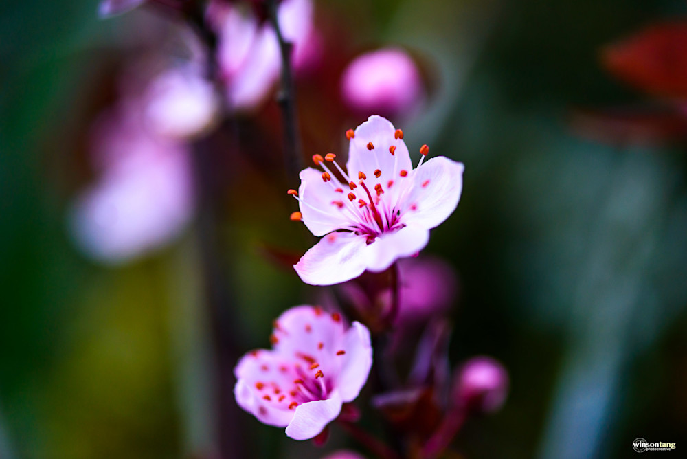 Flowers and Plantation