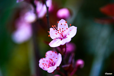 Flowers and Plantation