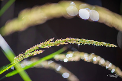 Dew-Kissed Grass