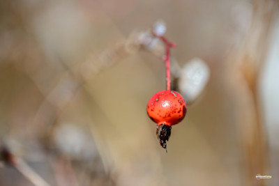 Ruby in the Rough