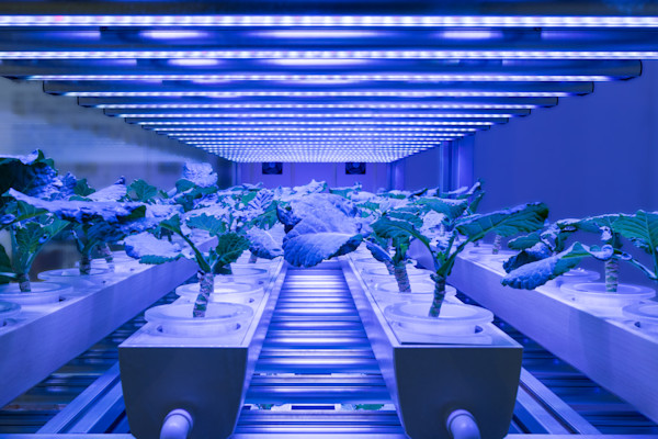 iStock voedsel food agri