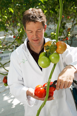 Food tomaten