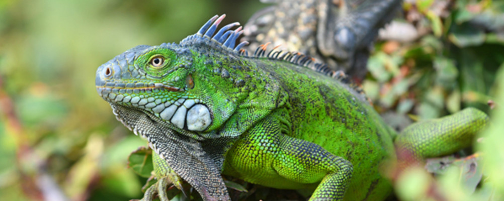 Afbeelding: Stichting Natuurbeelden