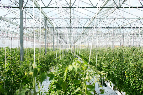 greenhouse