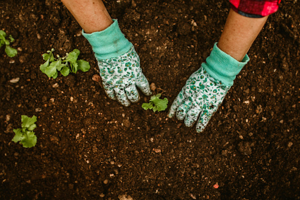 biosbased moestuin groen