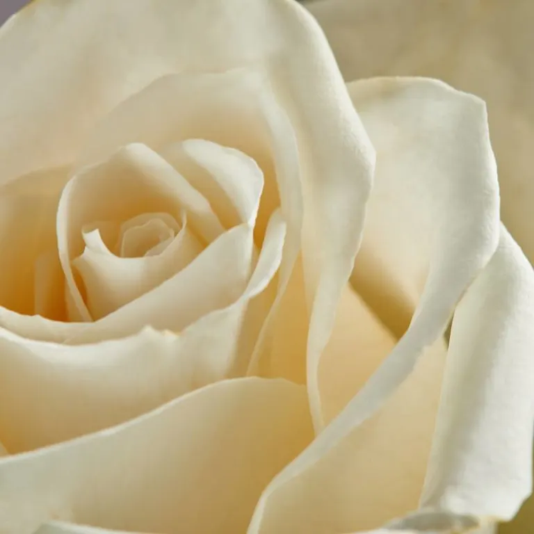 Roses Collection: Shop Roses By Type & Color | FTD