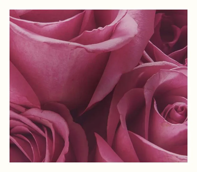 Roses Collection: Shop Roses By Type & Color | FTD