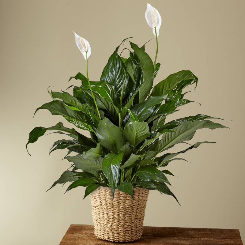 Peace Lily Plants