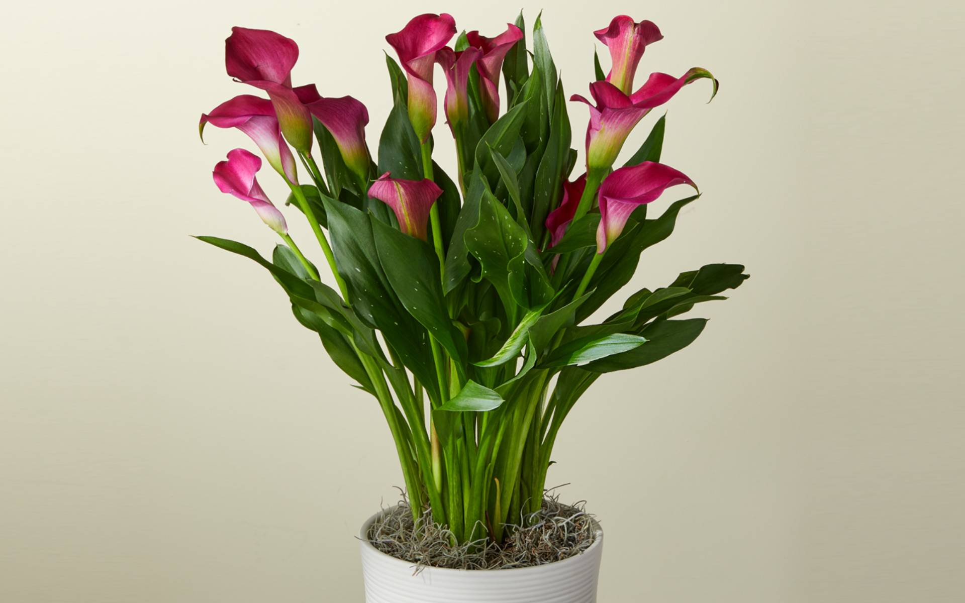 FTD’s Plant Collections FTD