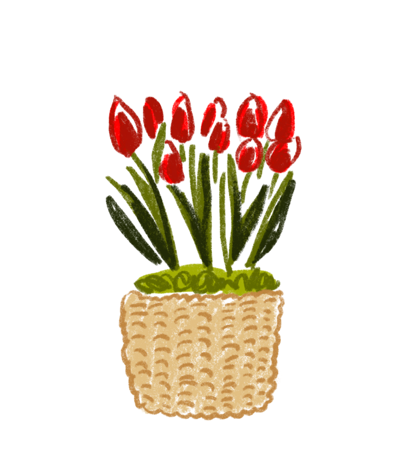 Image of tulip plant