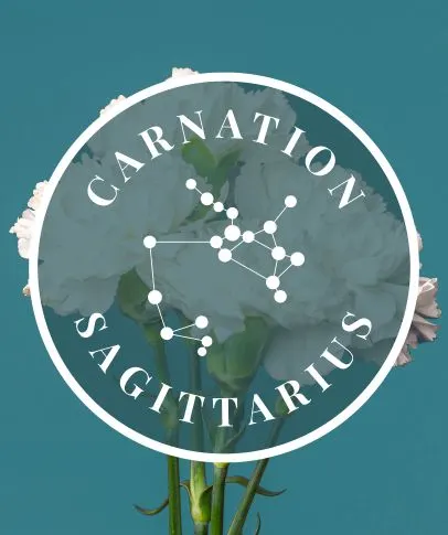 Sagittarius Carnation
