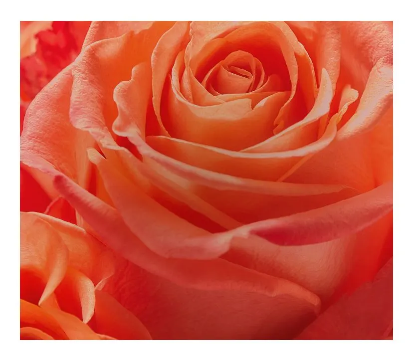 Buy mothers day flower wrapper Online With Best Price, Jan 2024