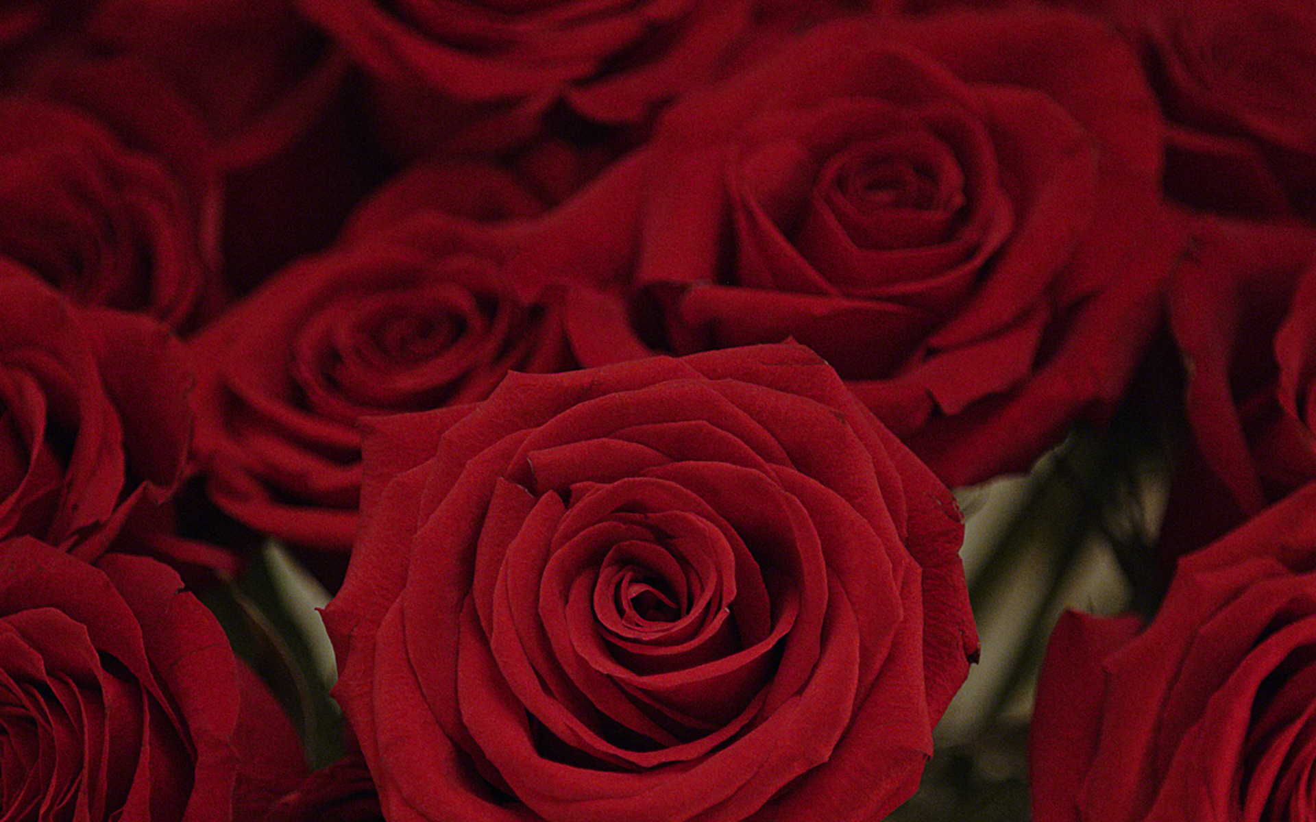 A Dozen Roses