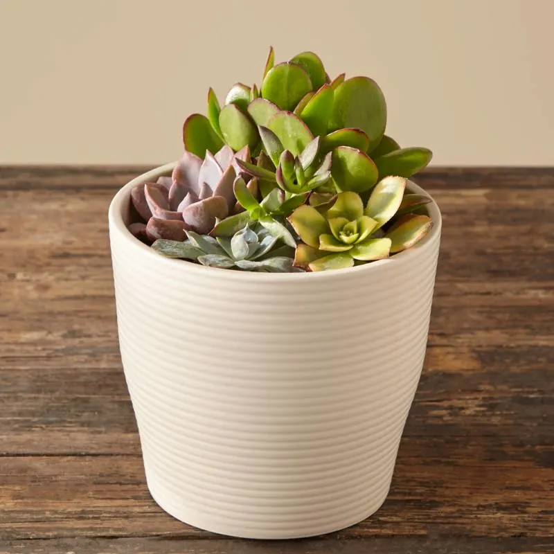 FTD’s Plant Collections FTD