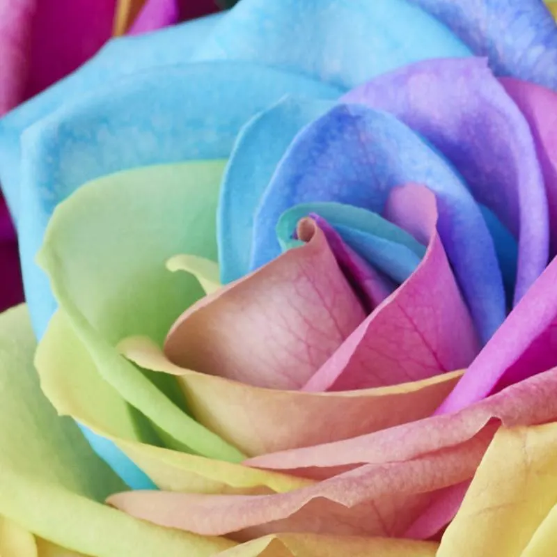 Rainbow Roses