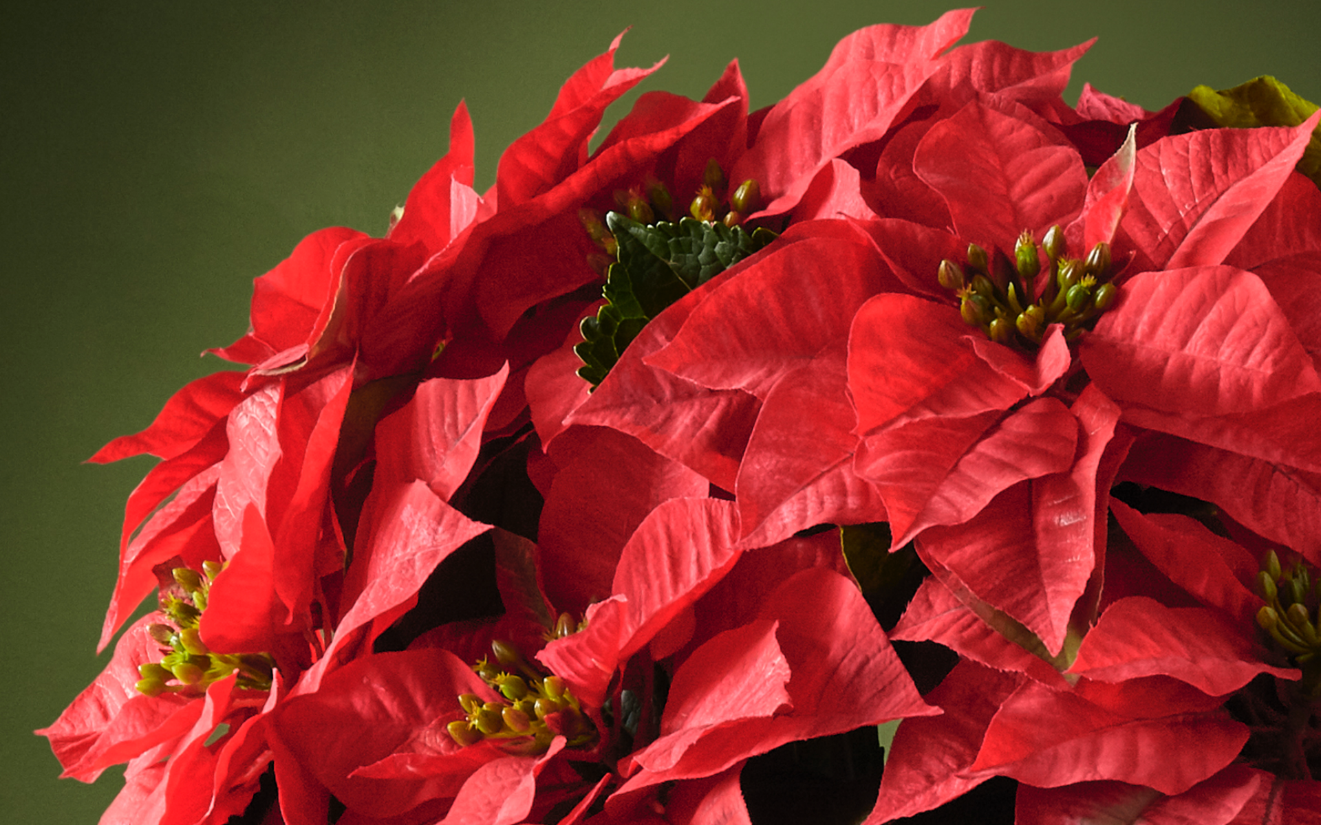 Image of red poinsettia