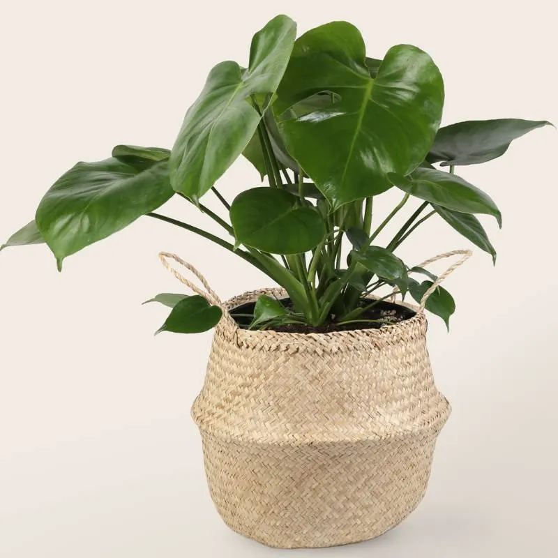 Philodendron Plants