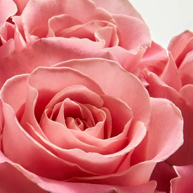Roses Collection: Shop Roses By Type & Color | FTD