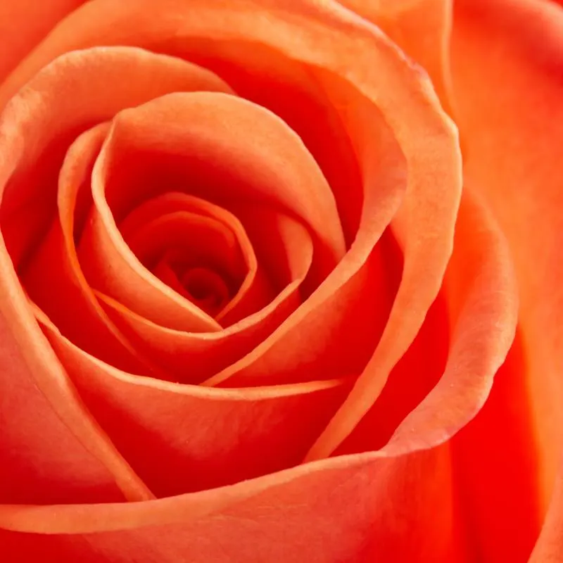 Orange Roses