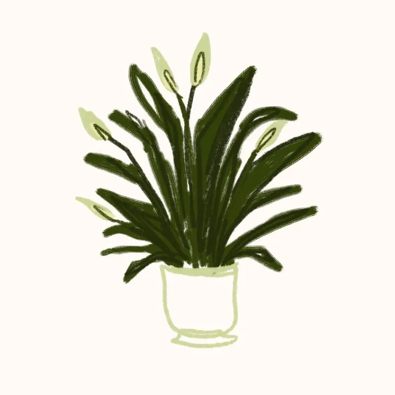 Plants