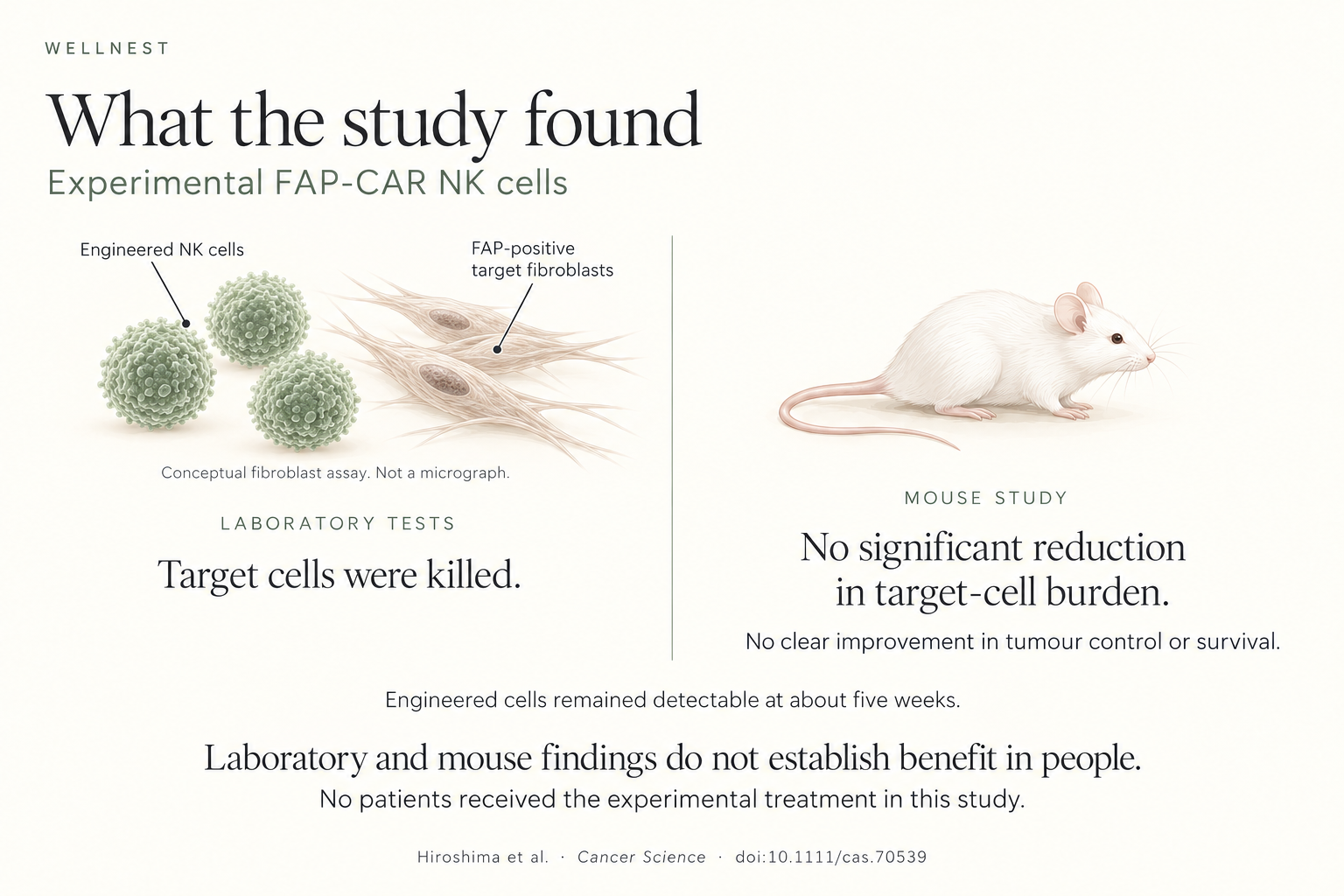 Laboratory target cells were killed, but mouse target-cell burden was not significantly reduced, with no clear tumour-control or survival improvement. About five-week persistence is secondary. No patients received the experimental treatment. AI-generated conceptual illustration, not microscopy.