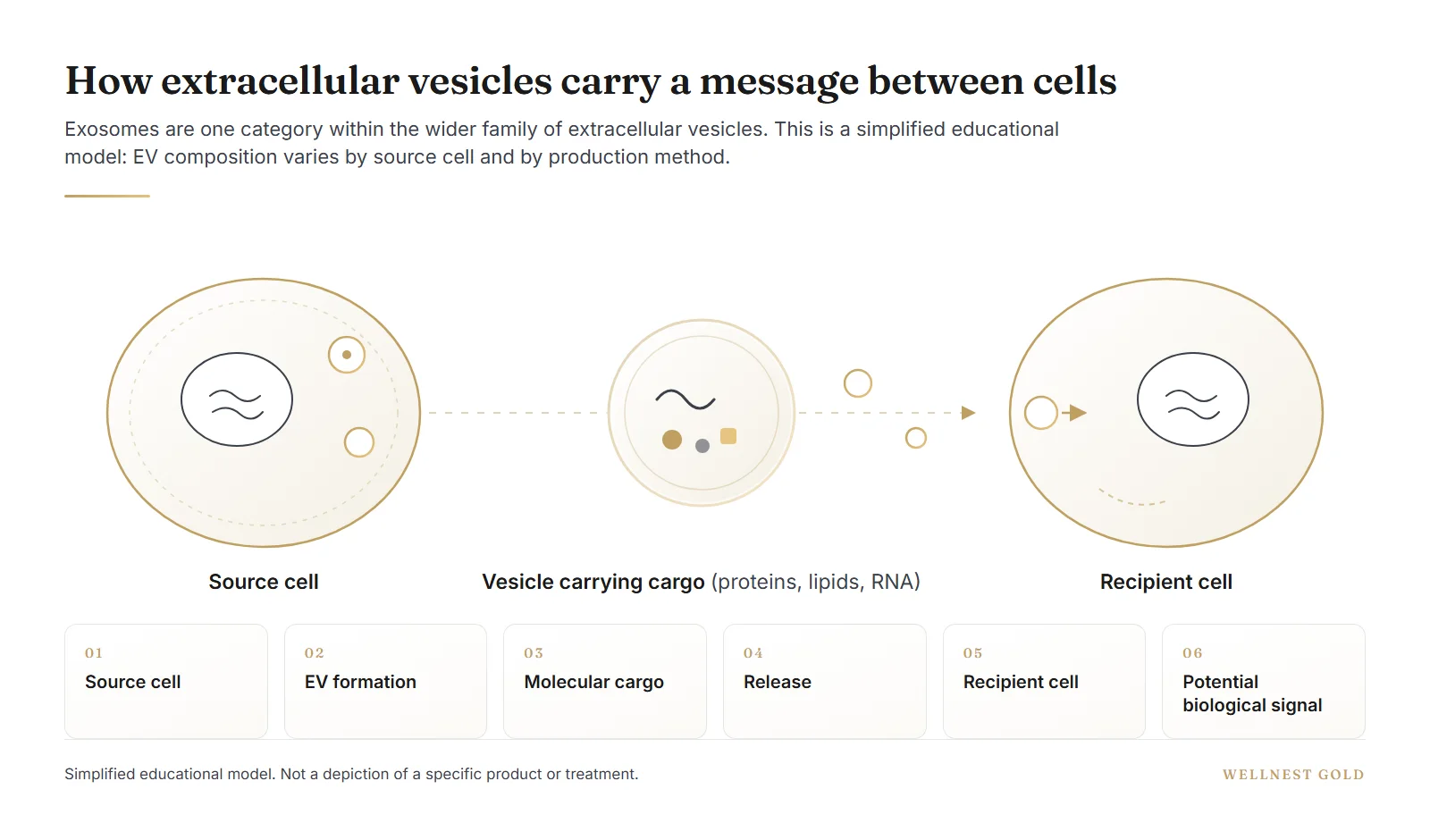 Diagram showing extracellular vesicles moving molecular cargo from a source cell to a recipient cell.