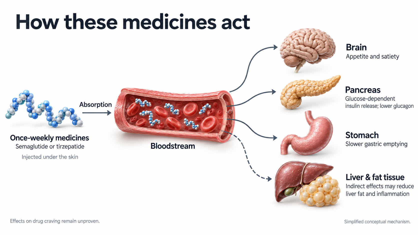 Conceptual diagram of once-weekly semaglutide or tirzepatide absorbed into the bloodstream after injection, with brain, pancreas and stomach effects. A dashed arrow distinguishes indirect liver and fat-tissue effects. Effects on drug craving remain unproven.