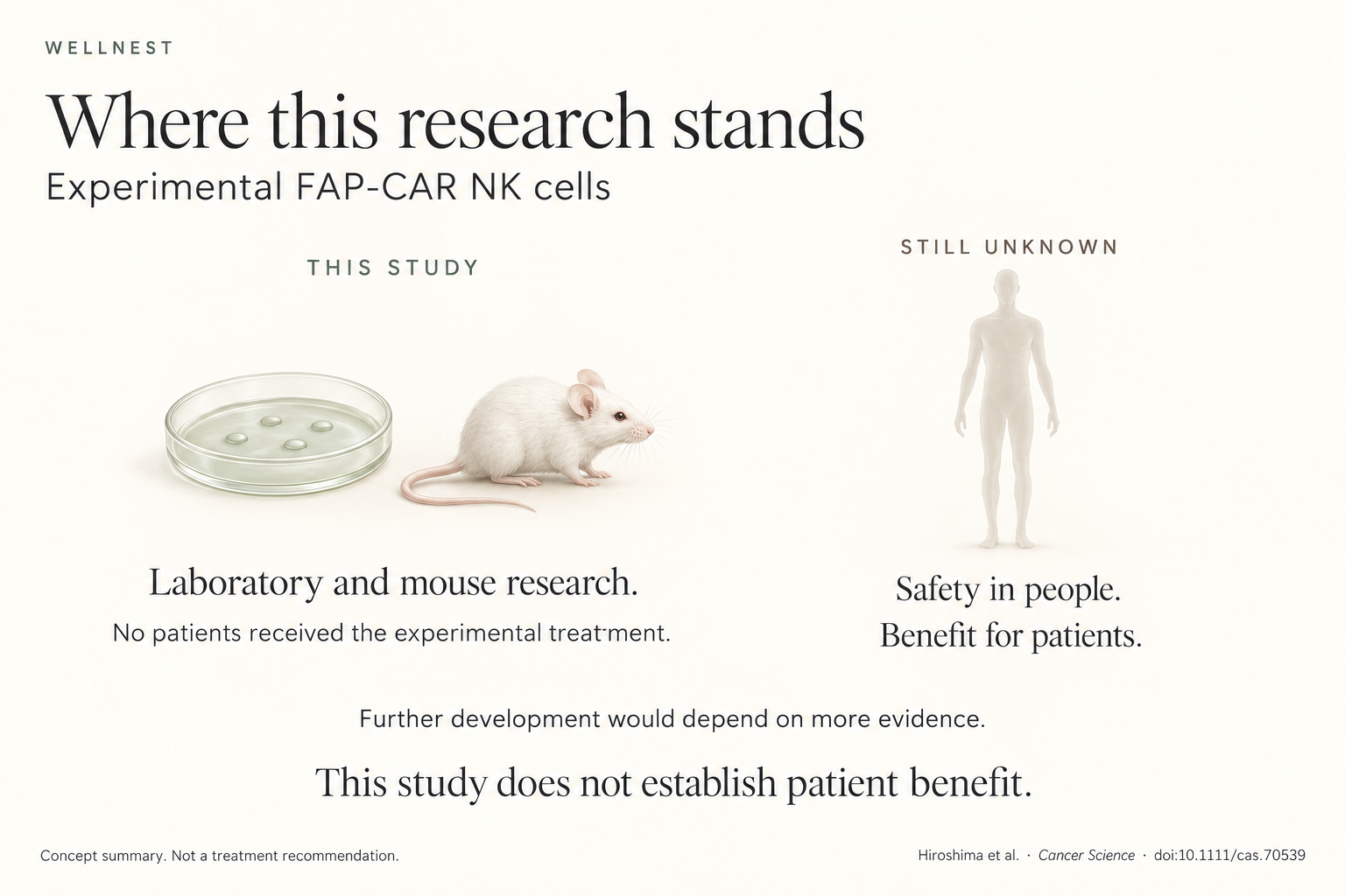 A dish and mouse represent this study. A human silhouette represents unresolved safety and benefit, with further development dependent on evidence. AI-generated conceptual illustration, not microscopy; later stages are not guaranteed.