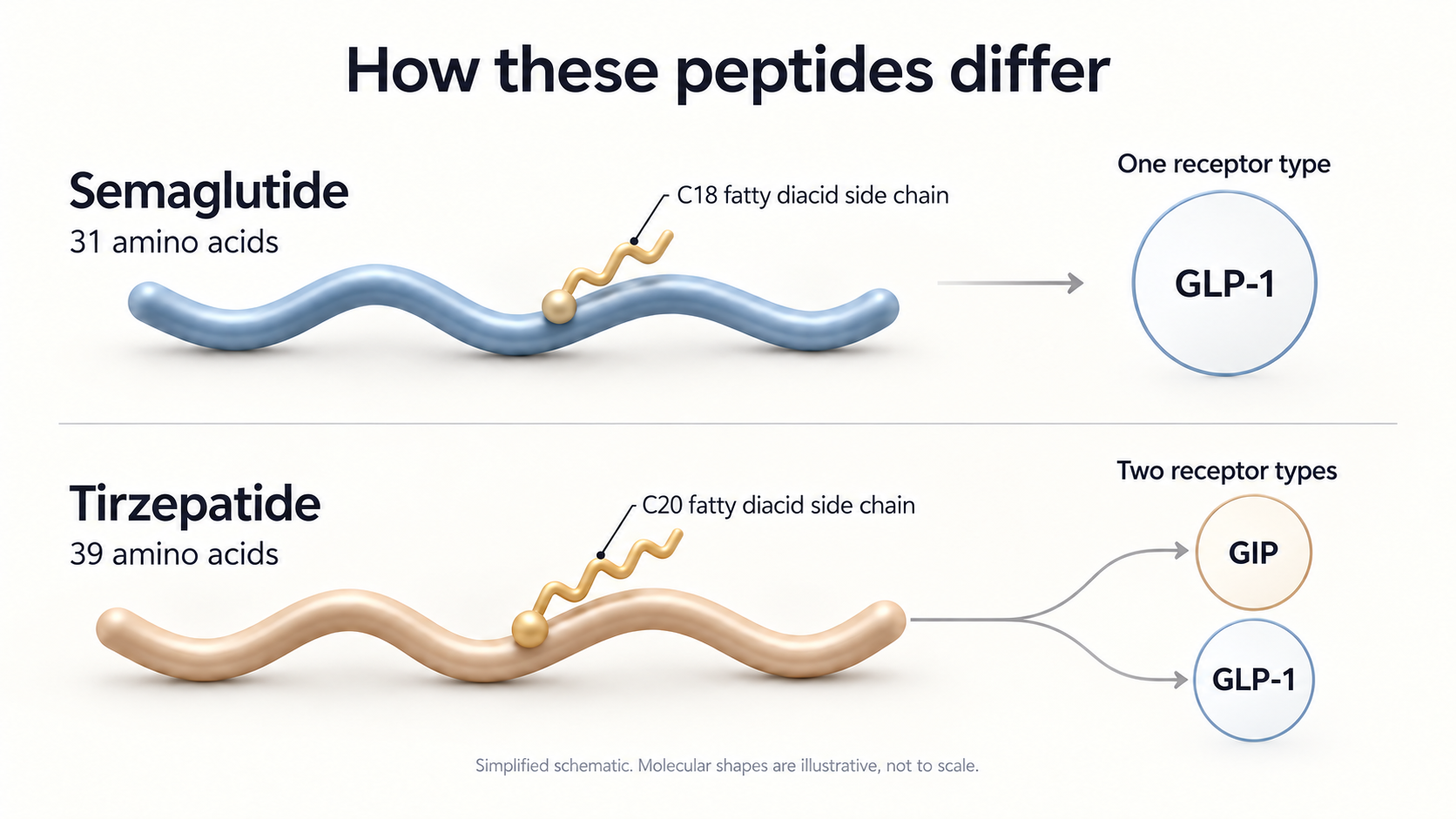 Simplified schematic comparing semaglutide, 31 amino acids and GLP-1 receptor activity, with tirzepatide, 39 amino acids and GIP plus GLP-1 receptor activity. Molecular shapes are illustrative, not actual structures or to scale.
