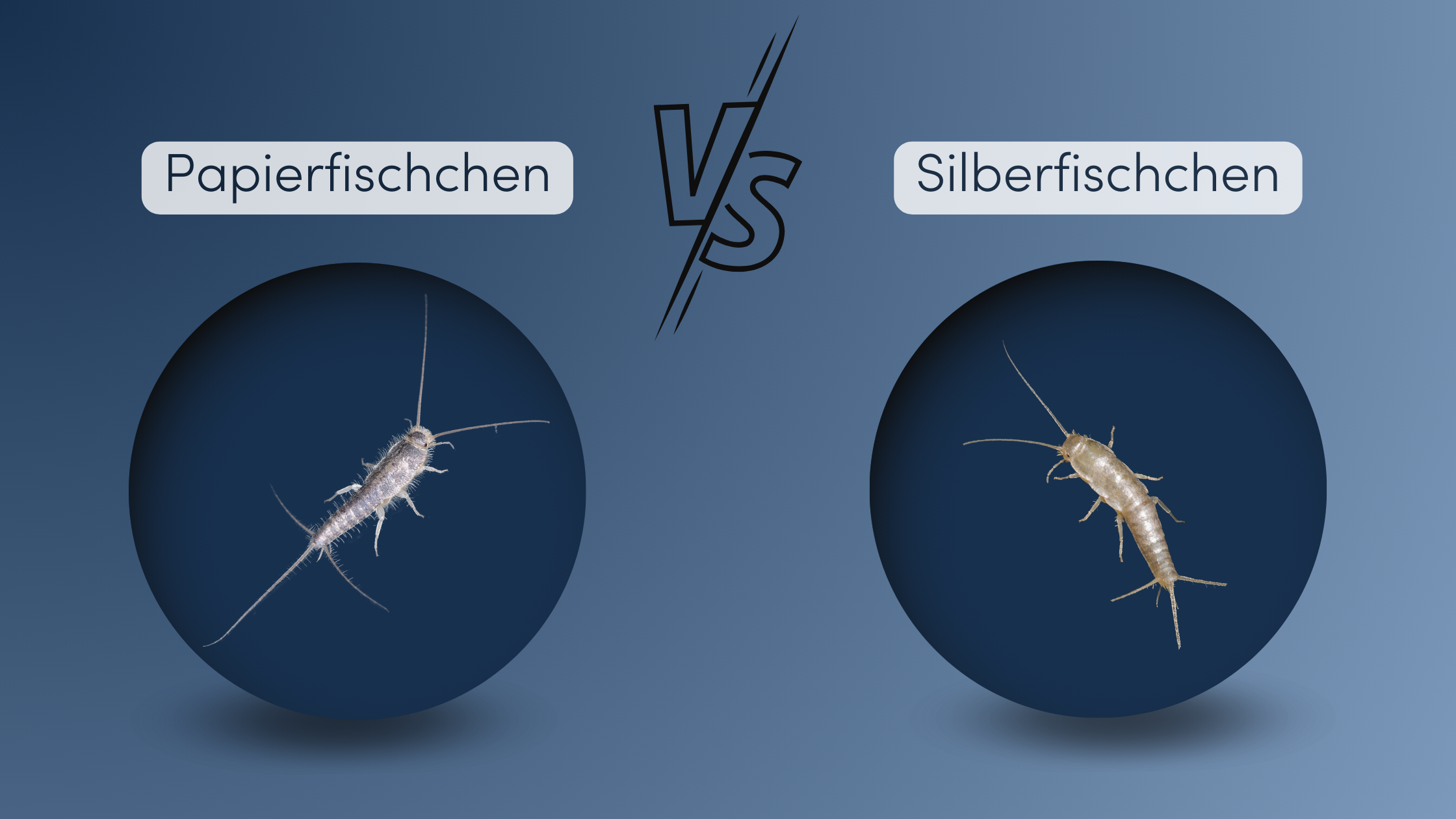 Papierfische bekämpfen Unterschied zu Silberfischen