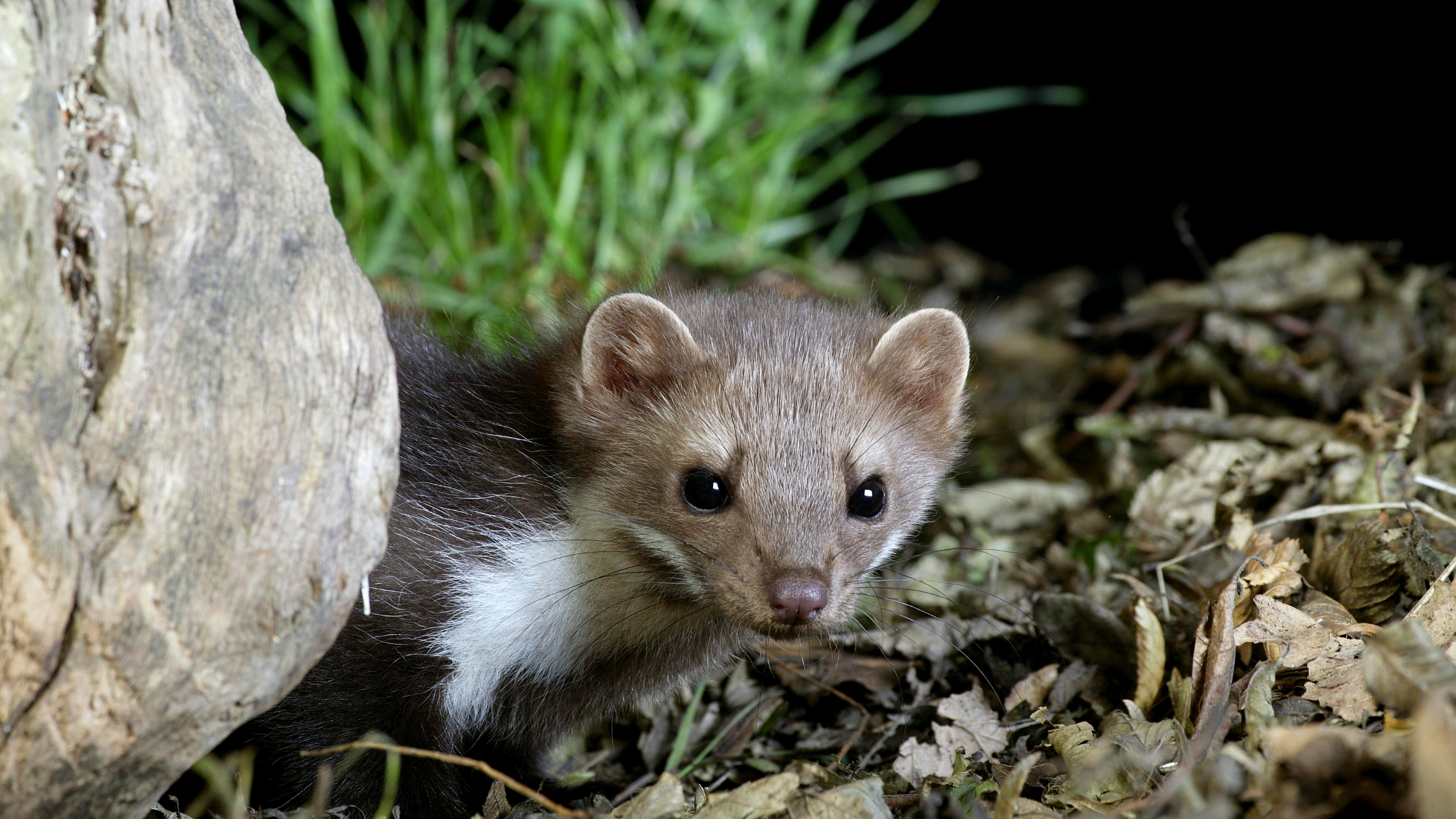 Marder vertreiben – Die besten Mittel gegen Marder im Garten –