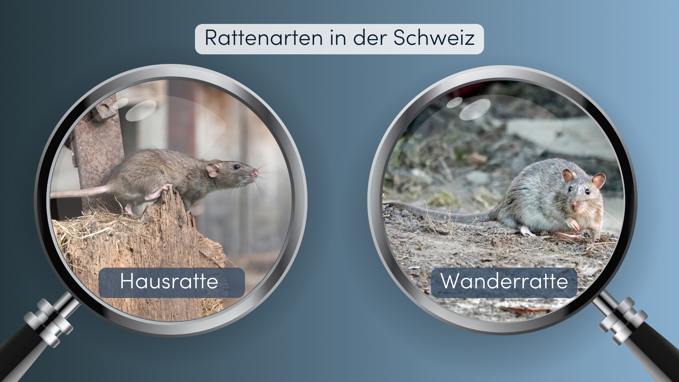Ratten bekämpfen Arten in der Schweiz