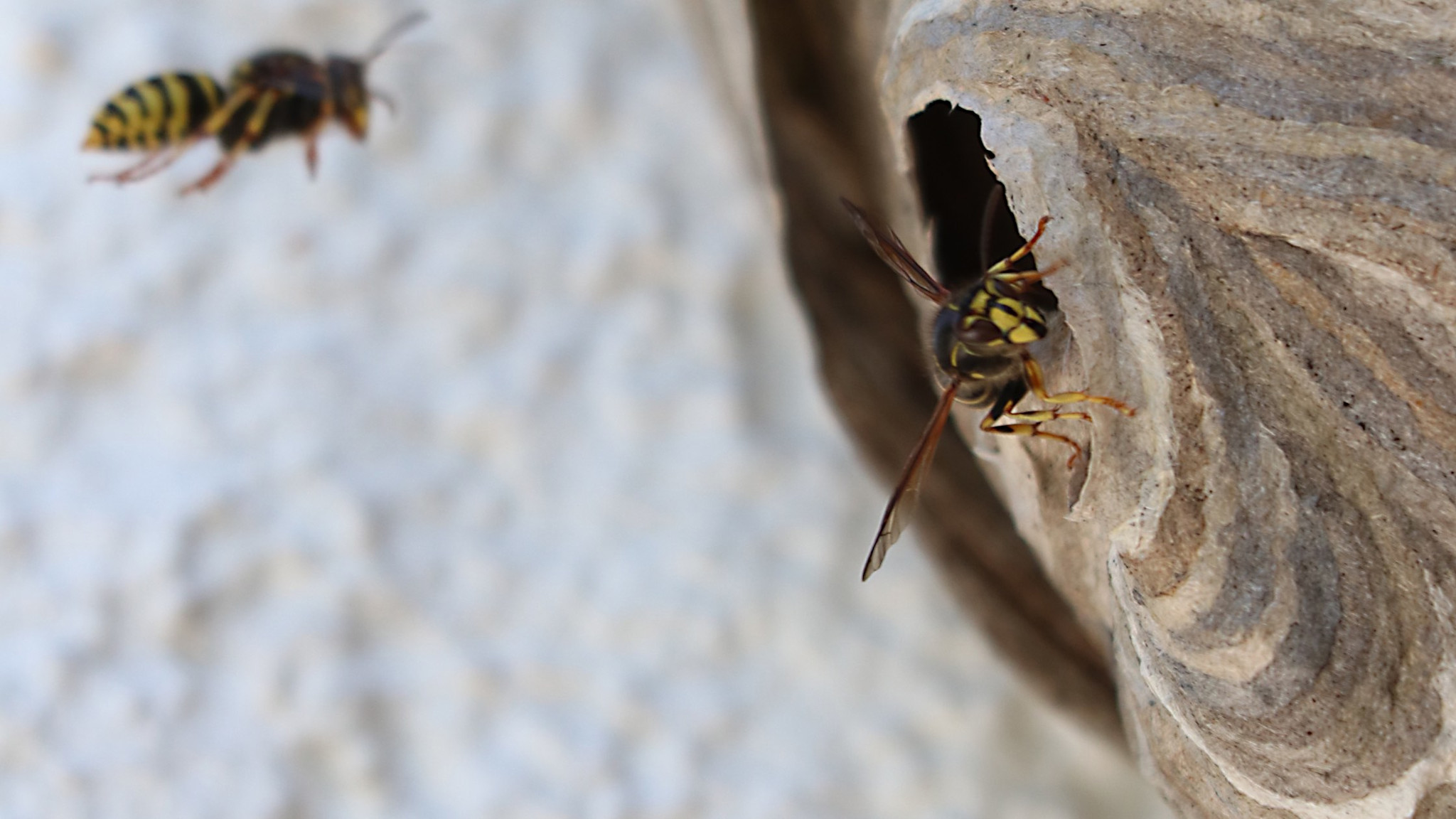 Wespennest bekämpfen Unser Guide für die Schweiz