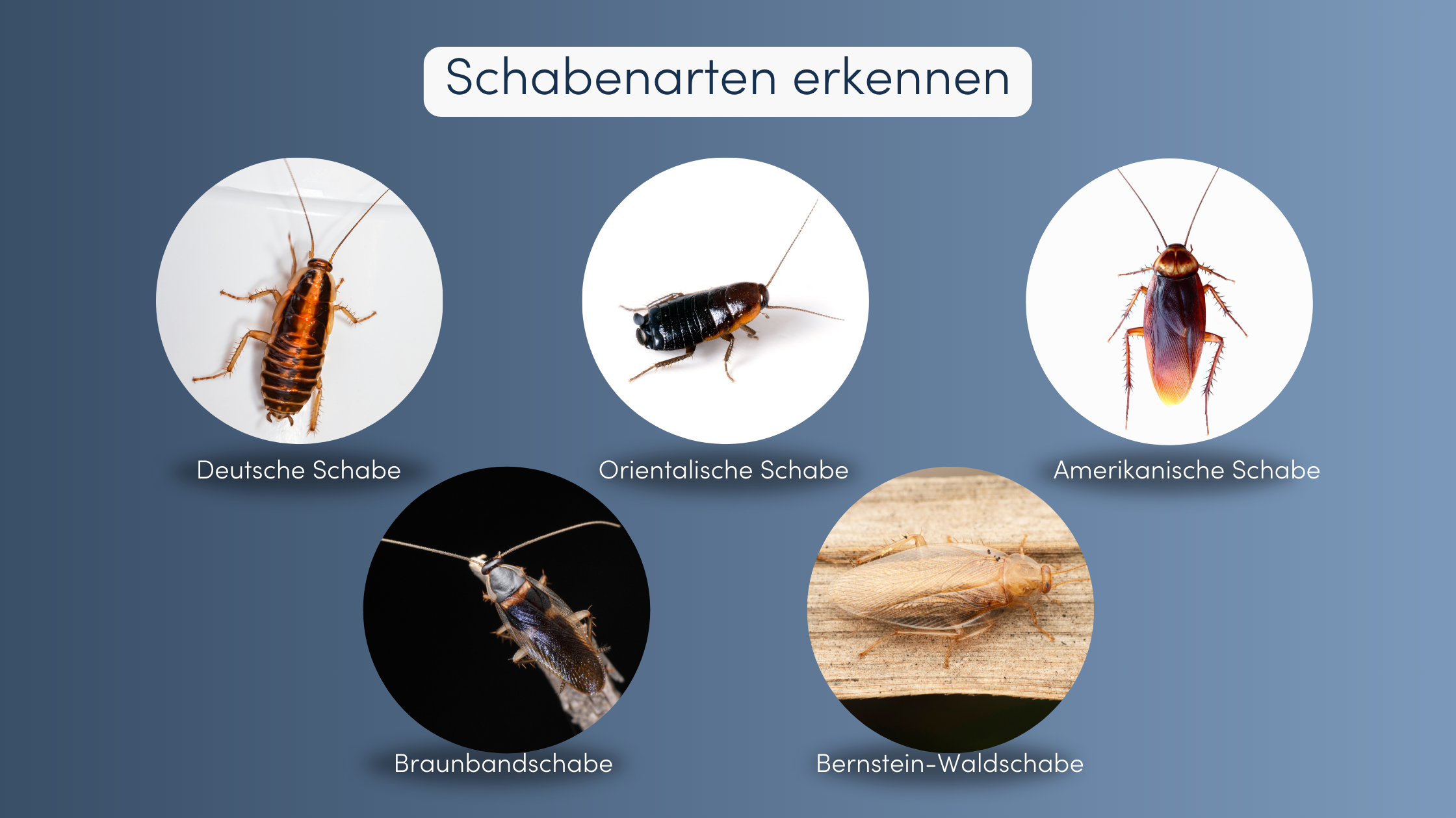 Schaben effektiv bekampfen: Ihr Guide für ein schabenfreies Zuhause