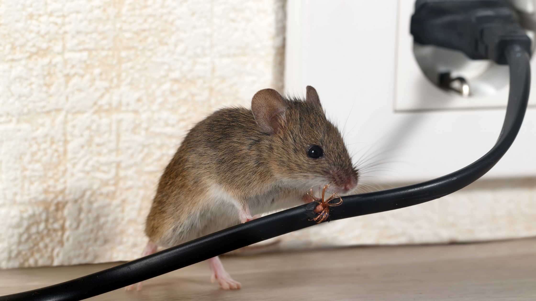 Mäuse bekämpfen Header