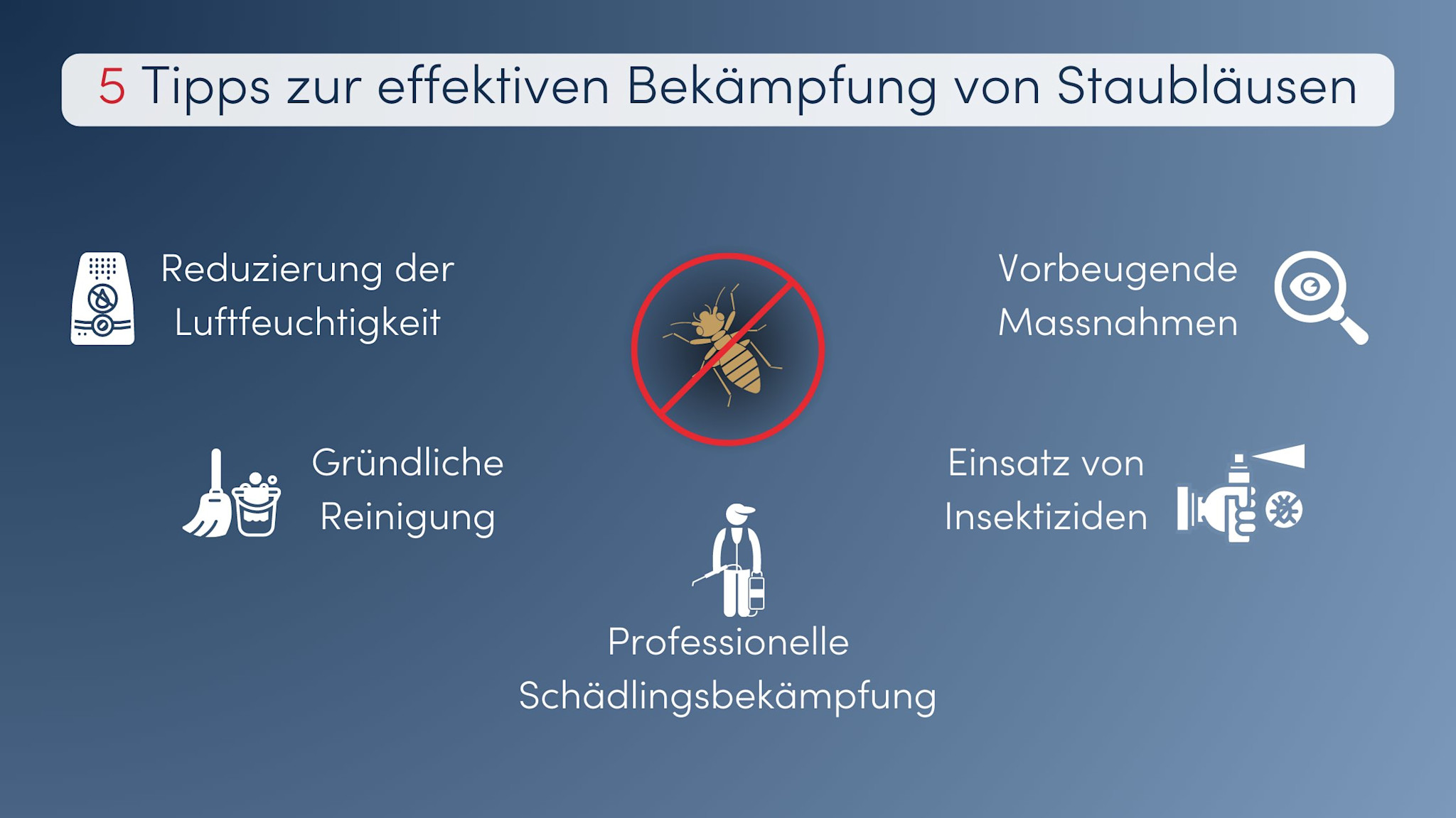 Staubläuse effektiv bekämpfen Unser Guide