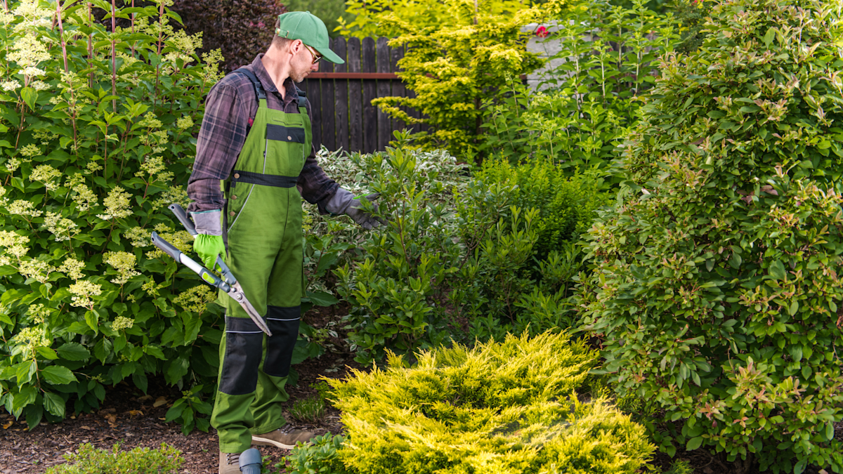 Wann Sträucher schneiden Ihr Zeitplan für den besten Schnitt