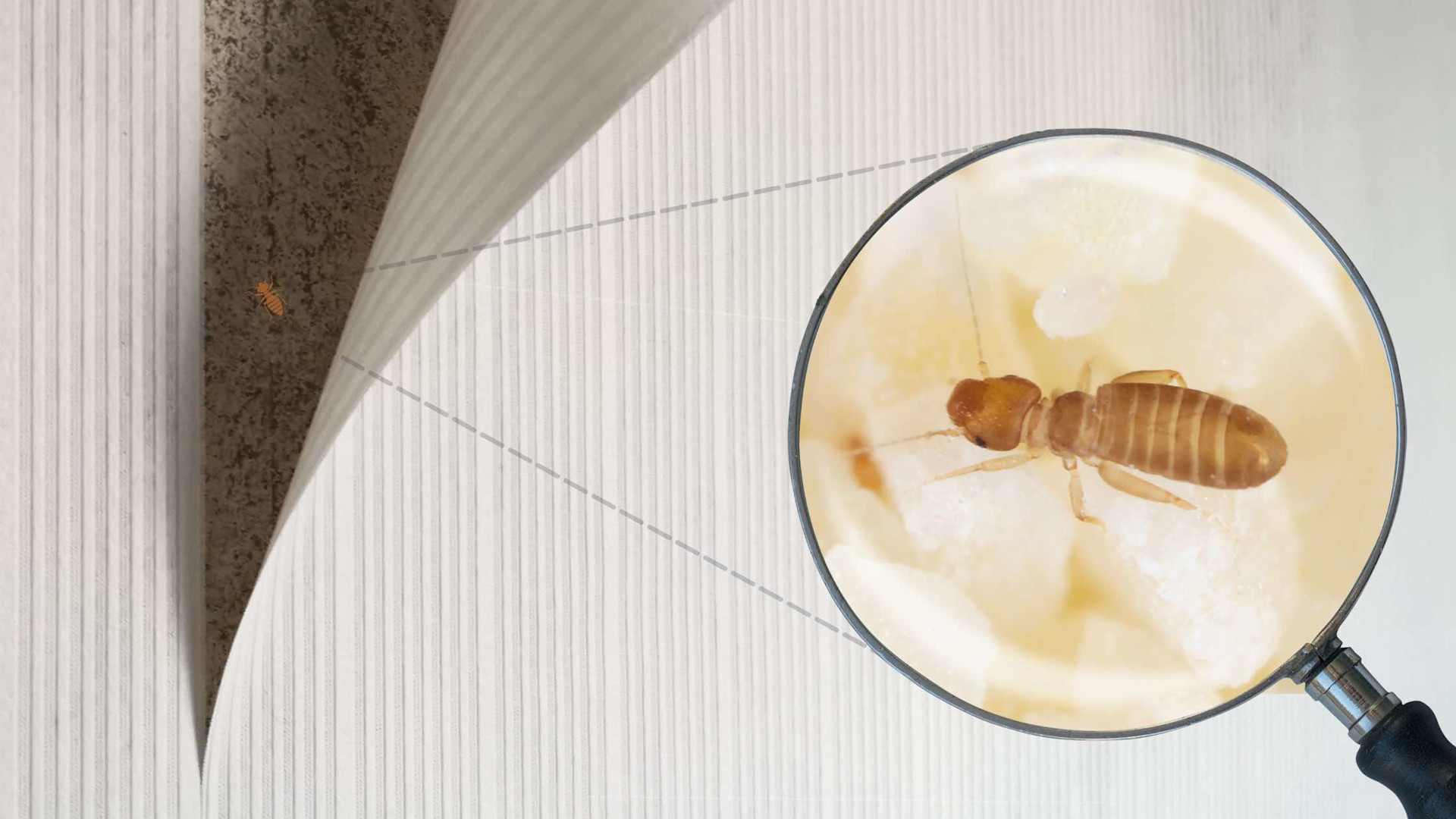 Staubläuse effektiv bekämpfen Unser Guide