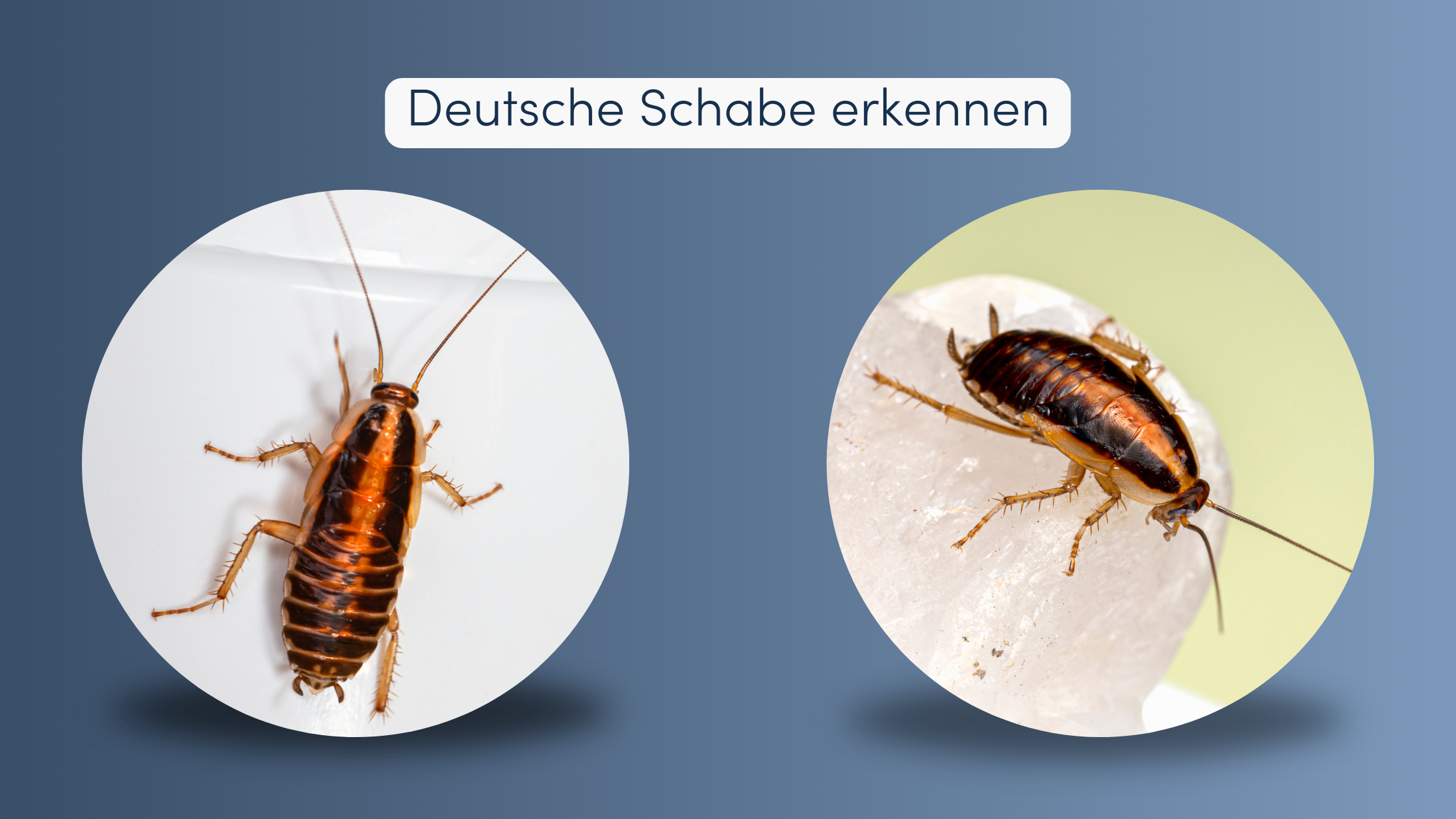 Kakerlaken Schweiz Deutsche Schabe