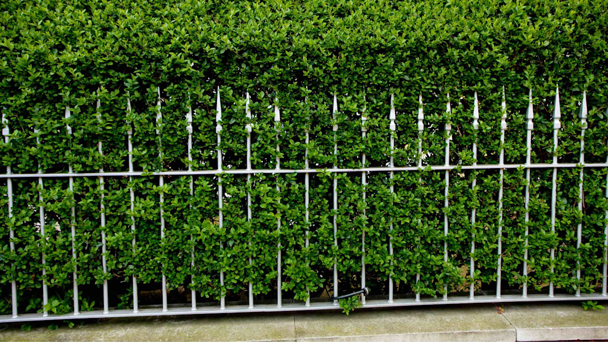 Zaun und Hecke kombiniert Buildigo Blog
