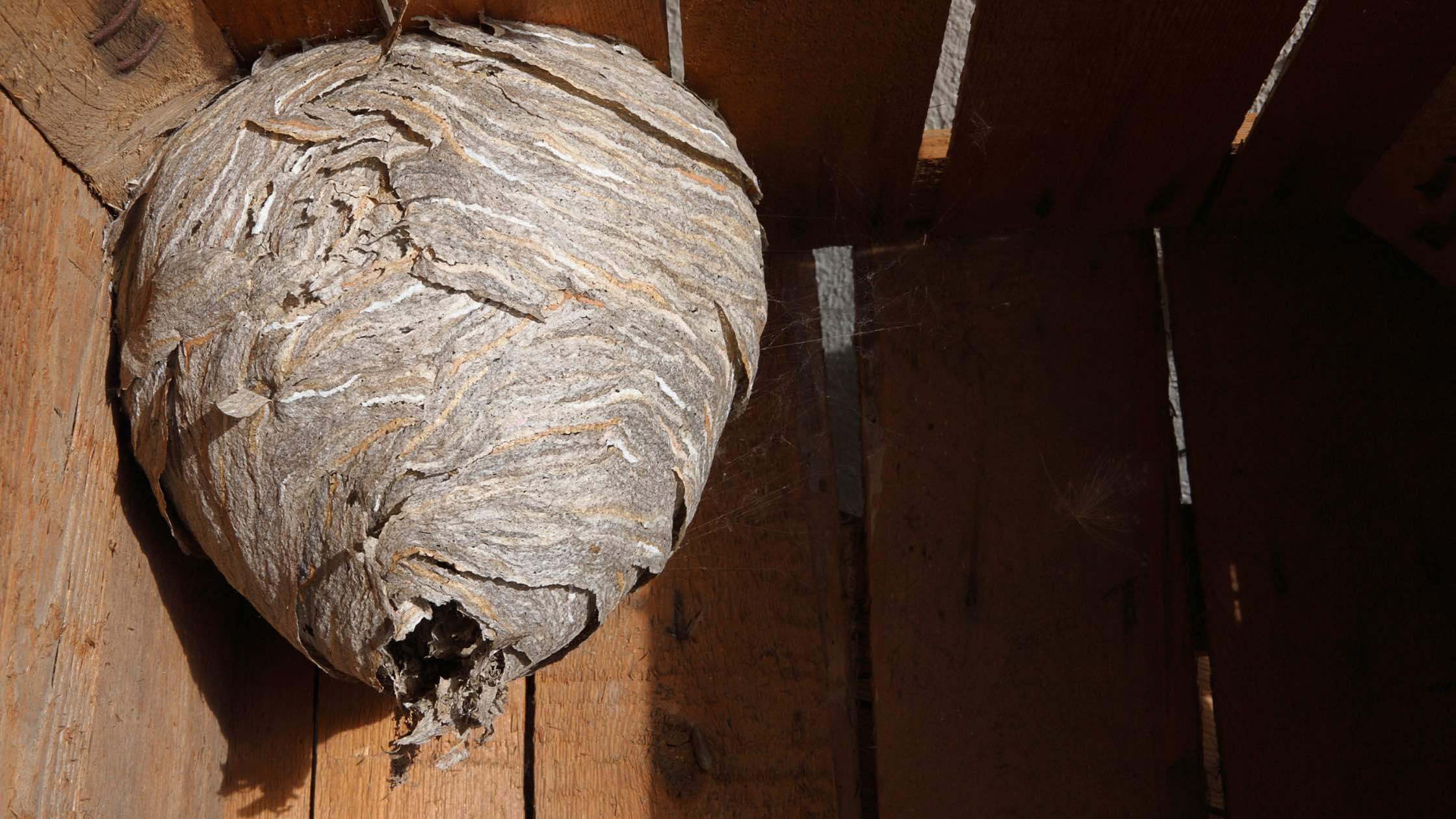 Hornissennest entfernen Nest Beispiel