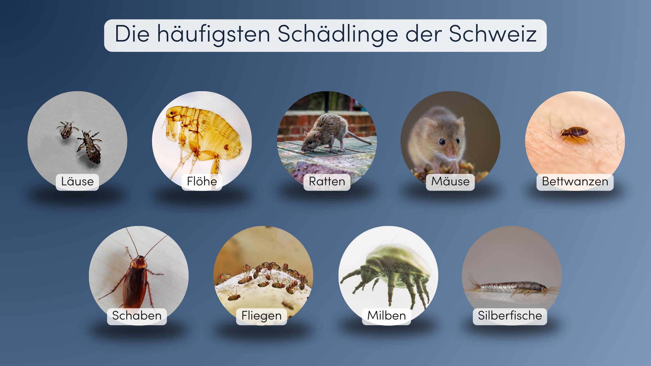 Ungeziefer bekämpfen Unser Guide für die Schweiz