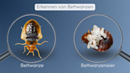 Arten Von Bettwanzen Add Wiki