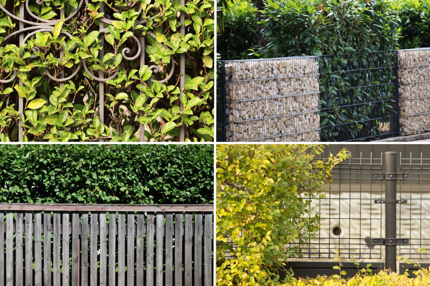 Zaun und Hecke kombiniert Buildigo Blog
