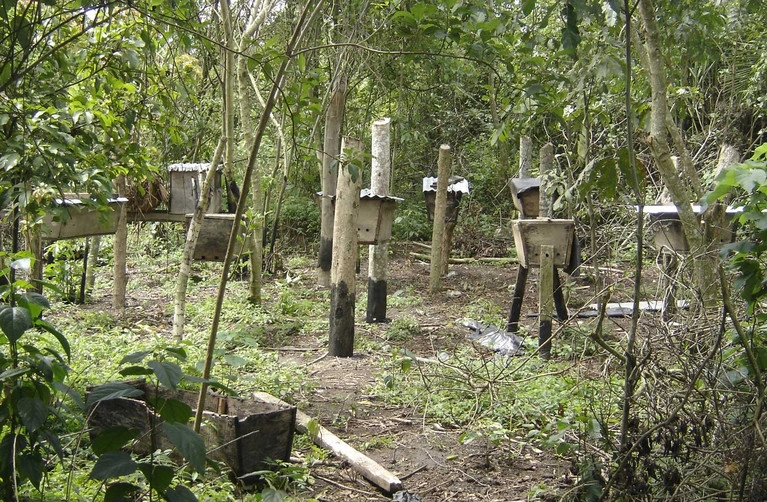 Effektiver Waldschutz durch nachhaltige Maßnahmen