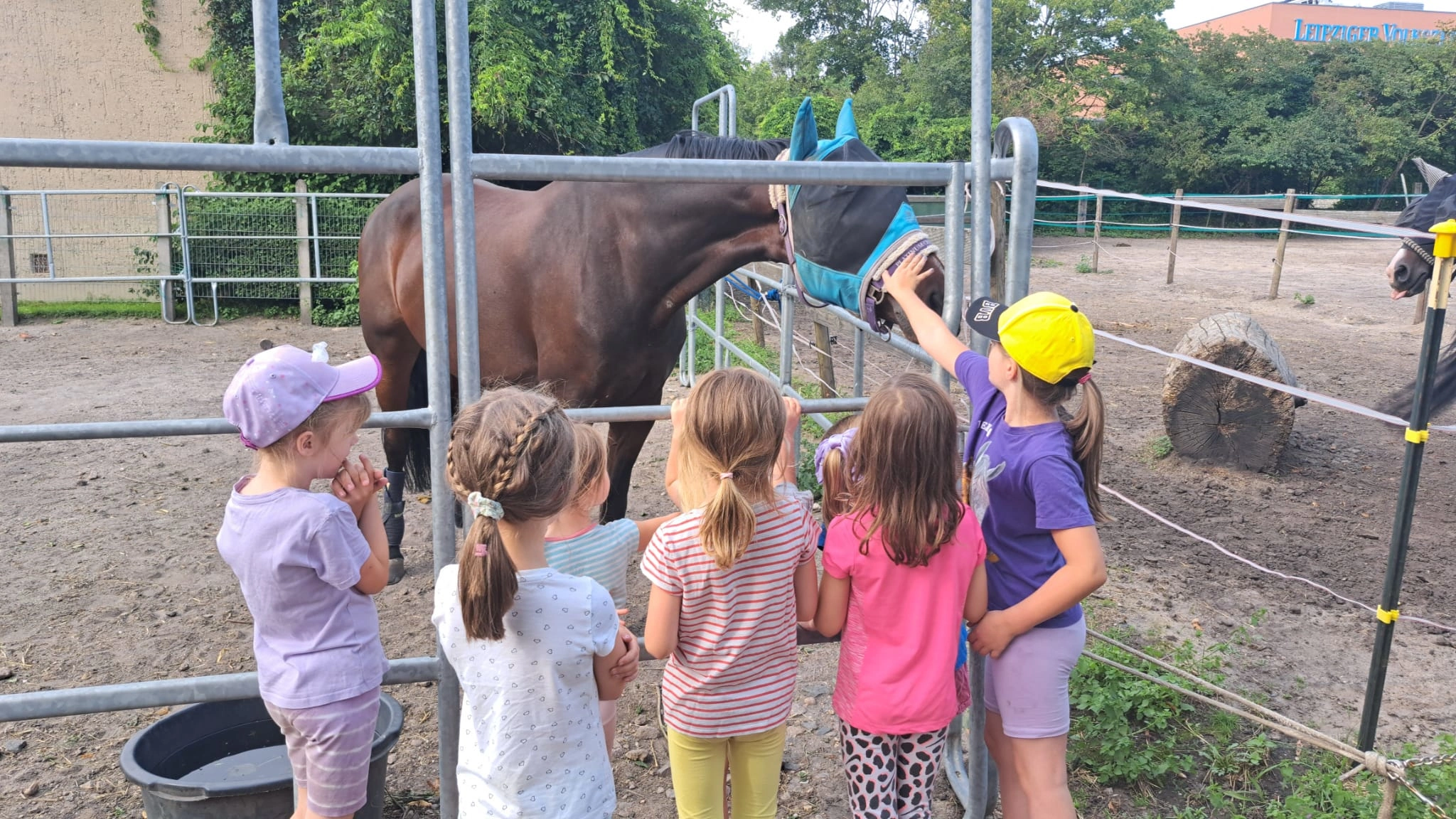 Sport und Spaß mit Pferden