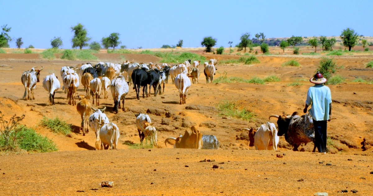 Heating Up: Africa's Livestock Under Threat from Climate Change