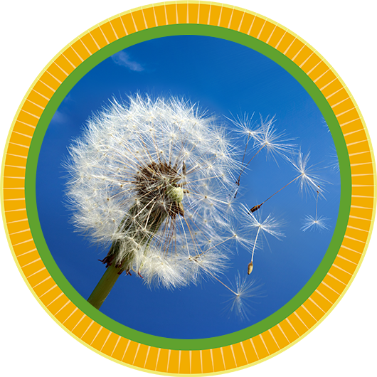 teaser round pusteblume-blau